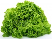 LECHUGA LOLLO VERDE