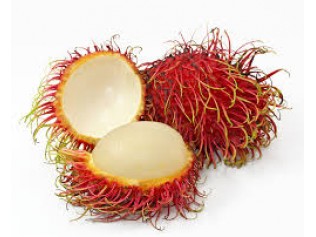 RAMBUTAN