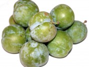 CIRUELAS CLAUDIA