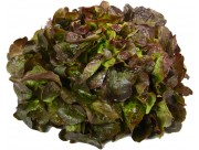 LECHUGA HOJA DE ROBLE