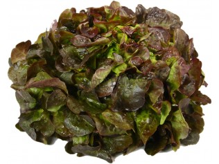 LECHUGA HOJA DE ROBLE