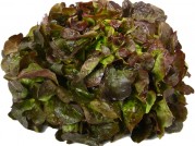 LECHUGA HOJA DE ROBLE