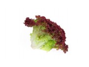 LECHUGA LOLLO ROSSO