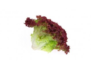 LECHUGA LOLLO ROSSO