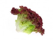 LECHUGA LOLLO ROSSO