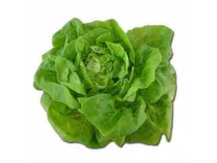 LECHUGA TROCADERO