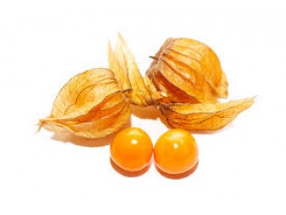 PHYSALIS